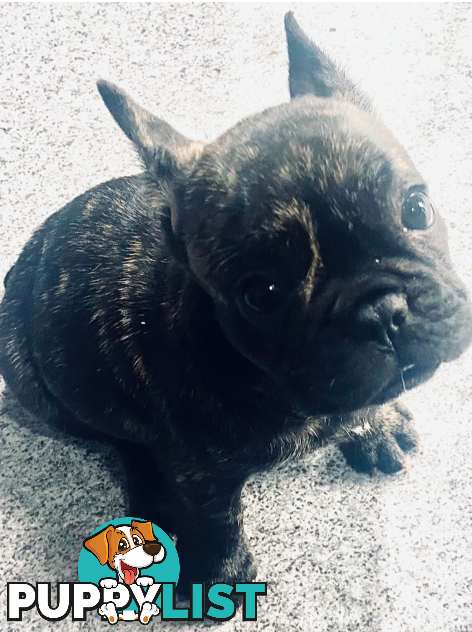 French bulldogs  $2000 last male puppy left