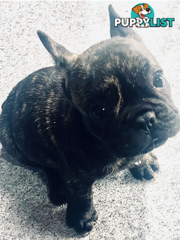 French bulldogs  $2000 last male puppy left