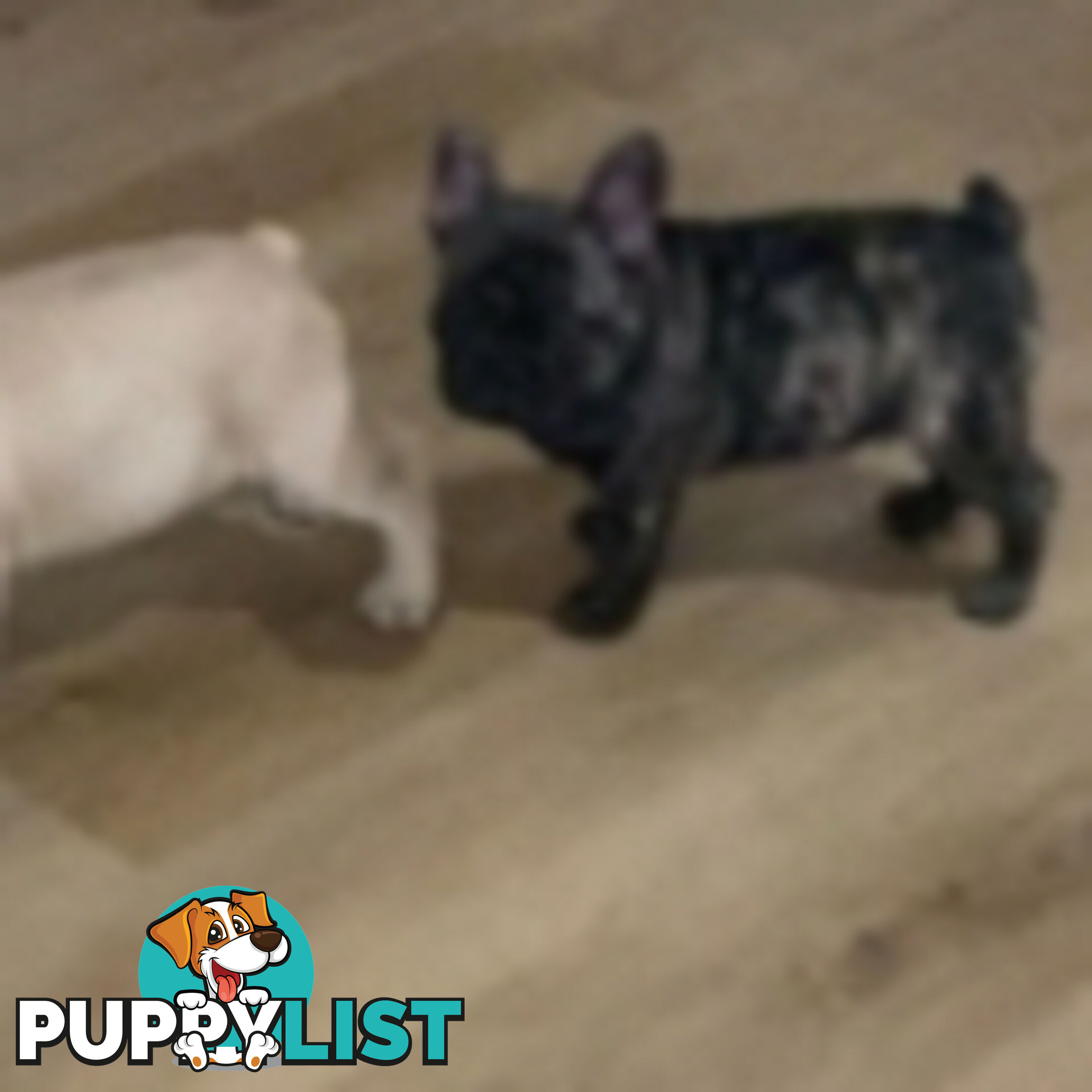 French bulldogs  $2000 last male puppy left