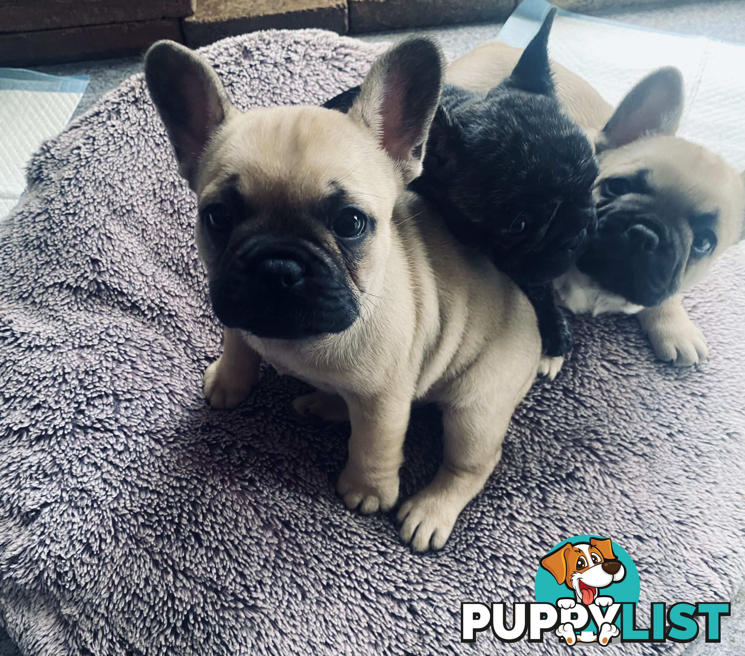 French bulldogs  $2000 last male puppy left