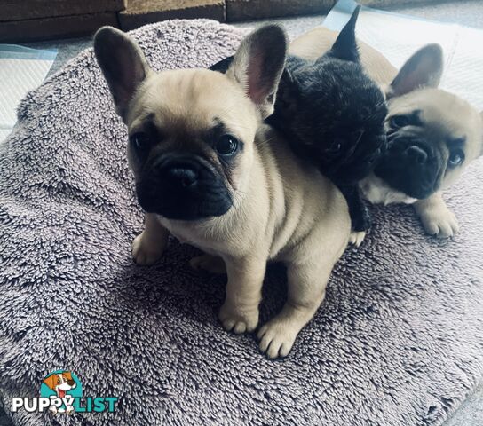 French bulldogs  $2000 last male puppy left