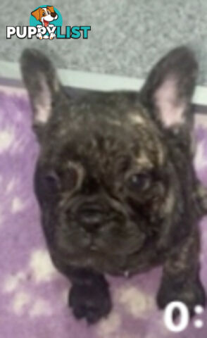 French bulldogs  $2000 last male puppy left