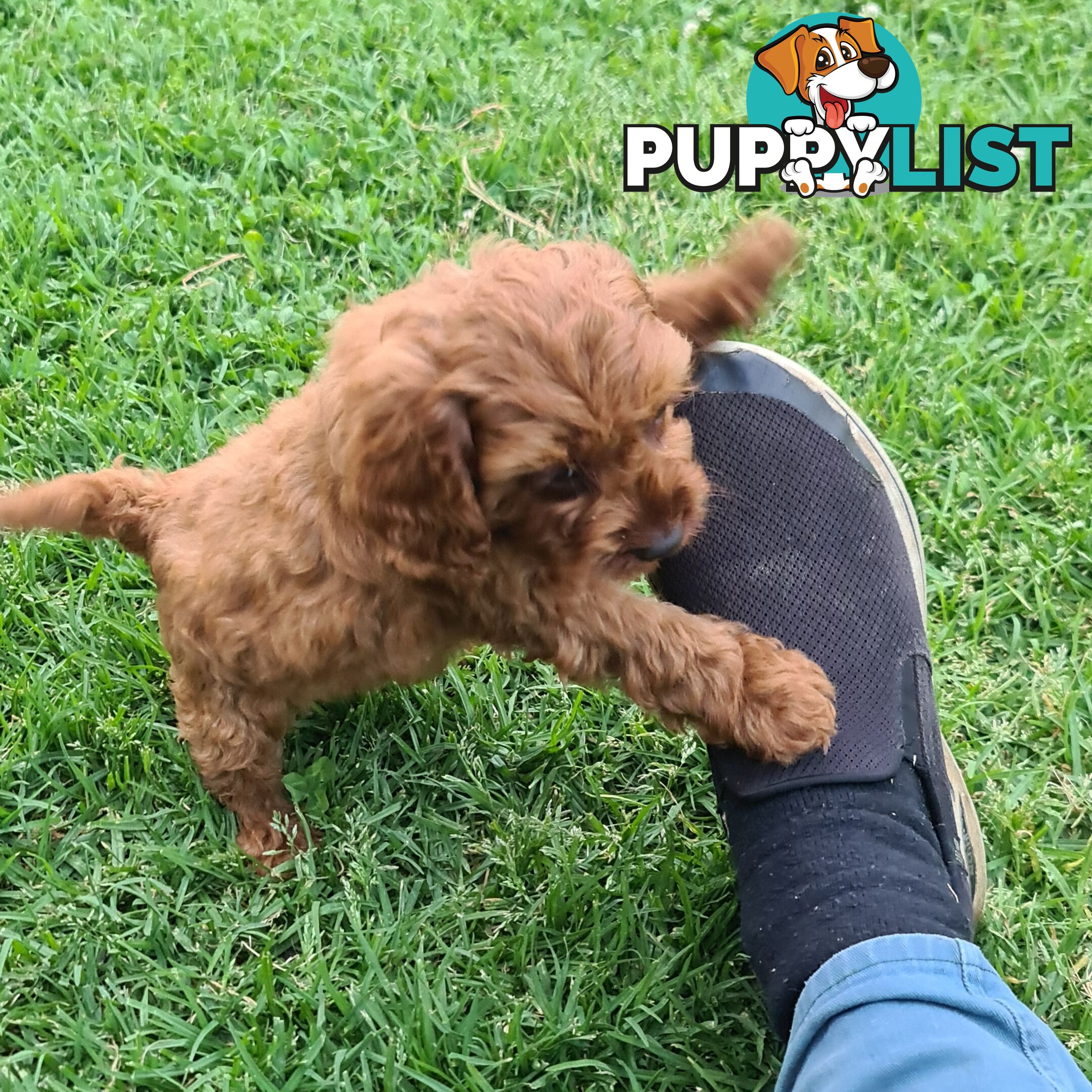 Cavoodle pups for sale