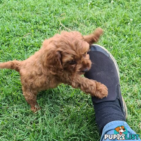 Cavoodle pups for sale