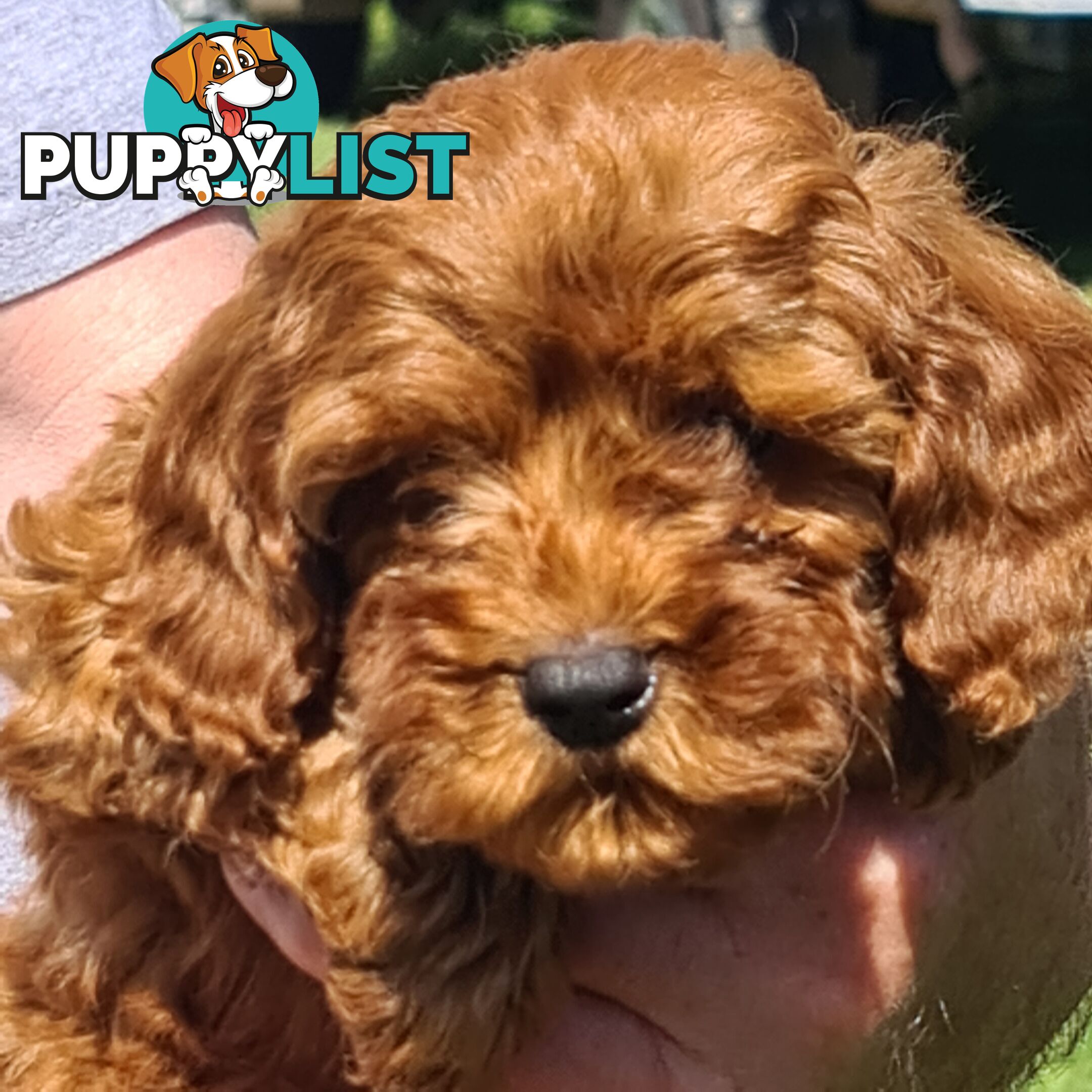 Cavoodle pups for sale