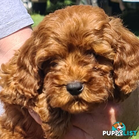 Cavoodle pups for sale