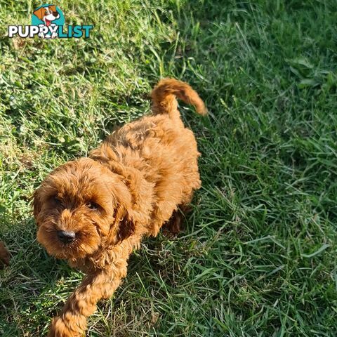 Cavoodle pups for sale