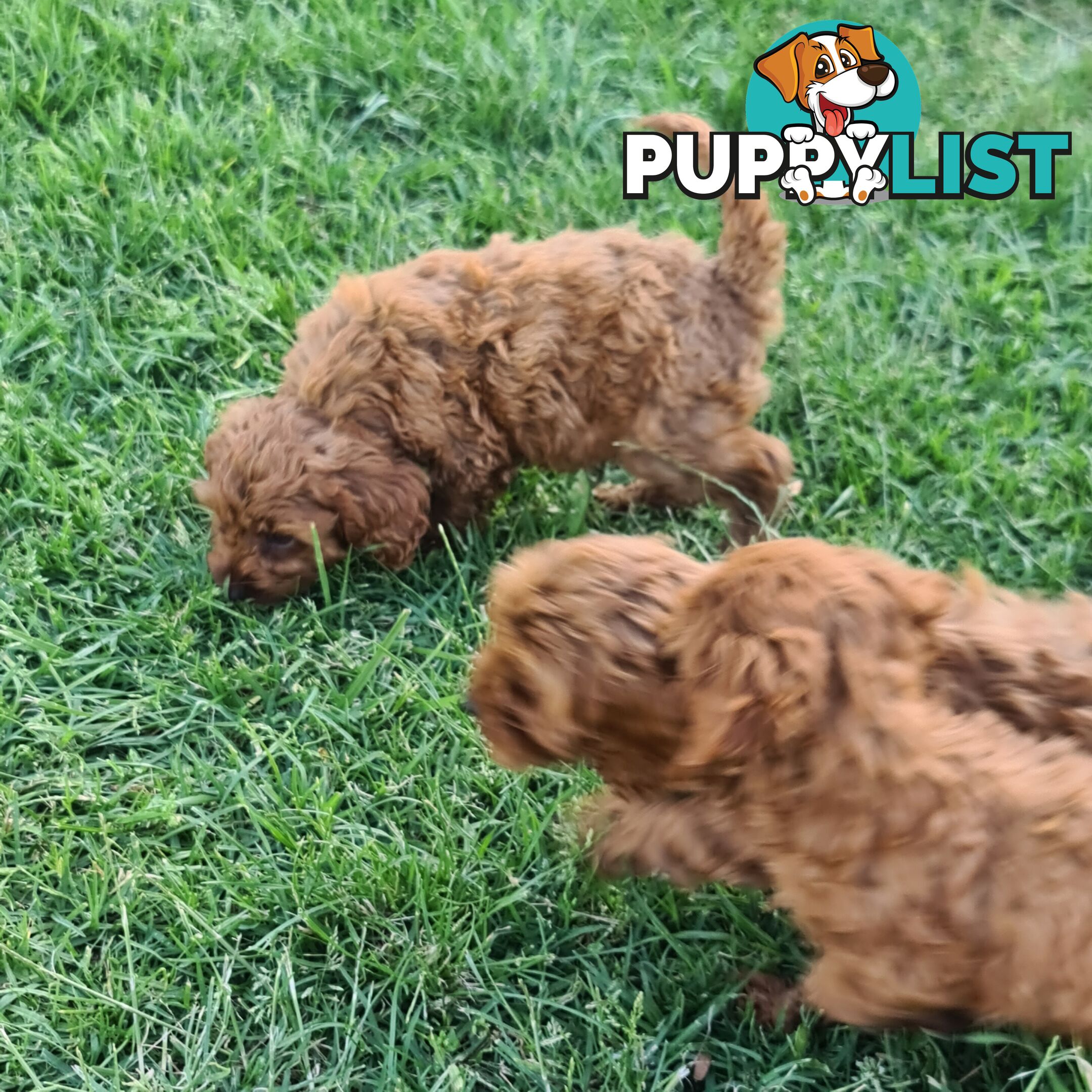 Cavoodle pups for sale