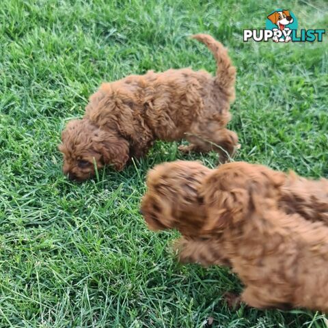 Cavoodle pups for sale