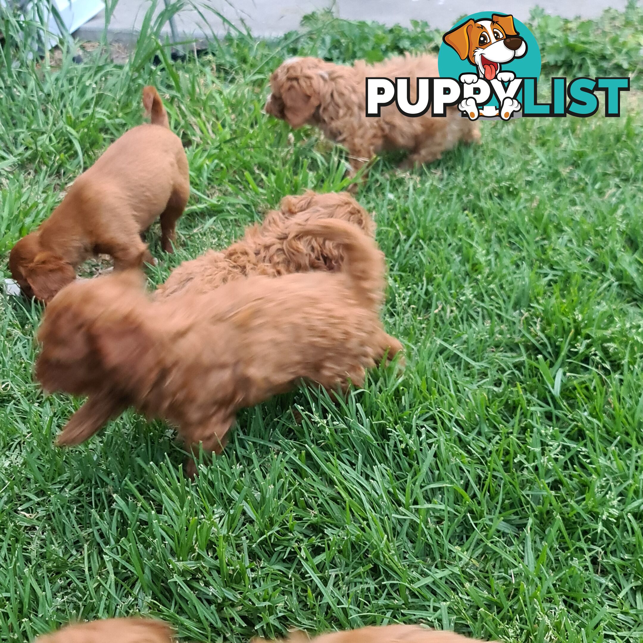 Cavoodle pups for sale