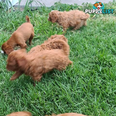 Cavoodle pups for sale