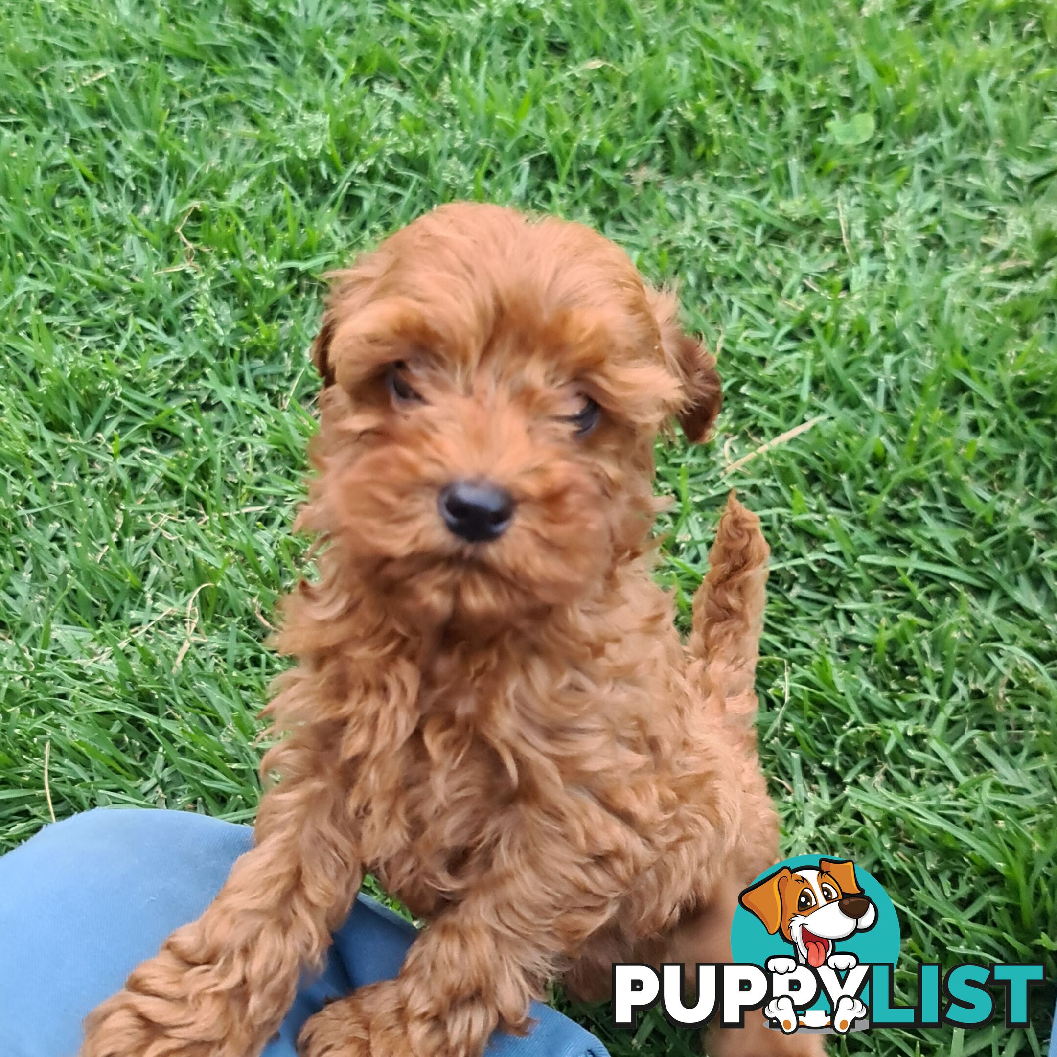 Cavoodle pups for sale