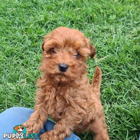 Cavoodle pups for sale