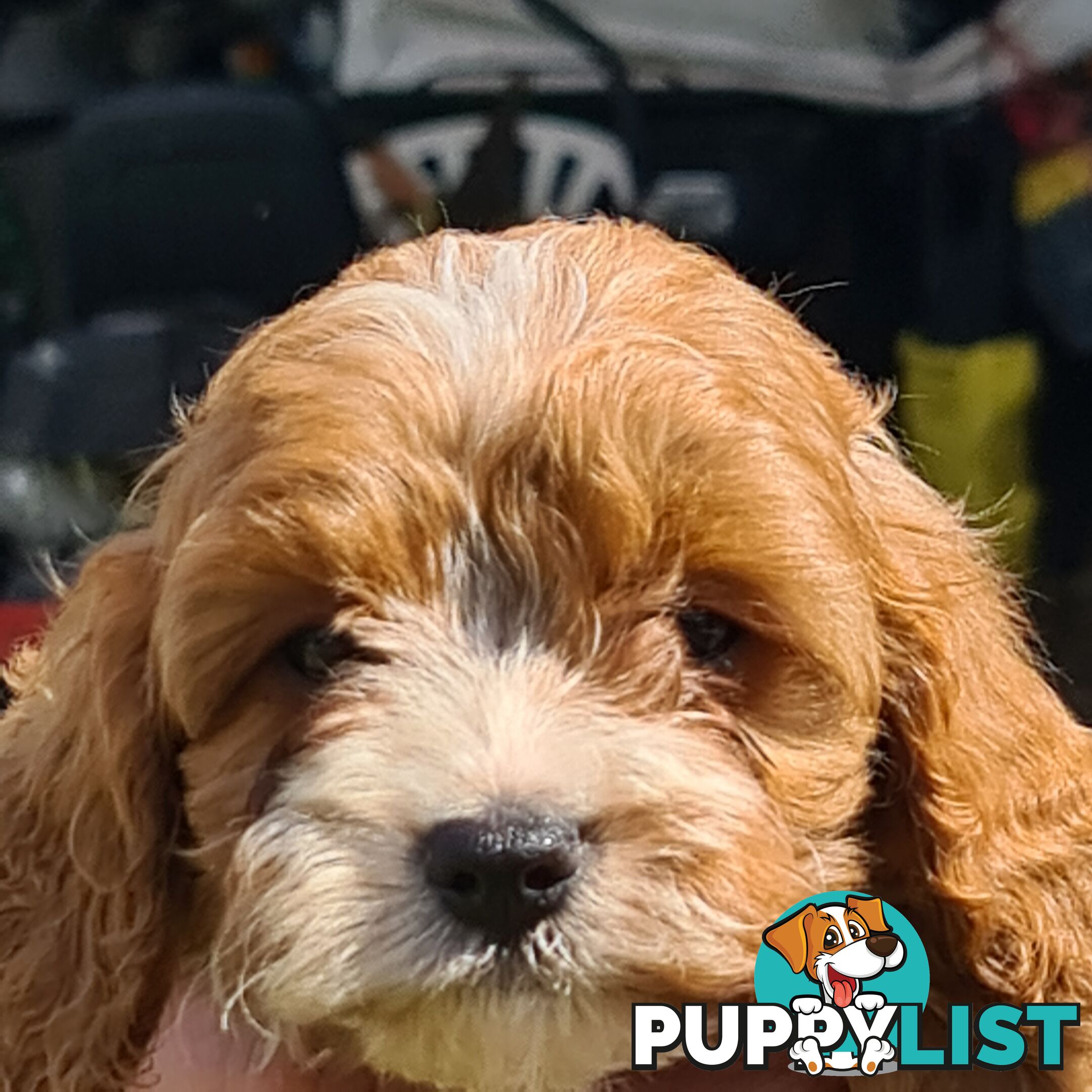 Cavoodle pups for sale