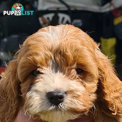 Cavoodle pups for sale