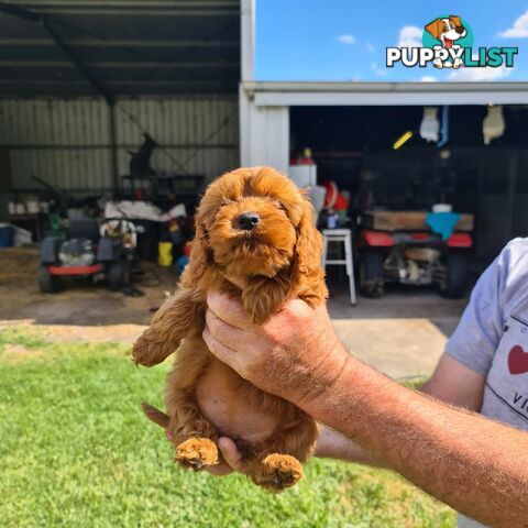 Cavoodle pups for sale