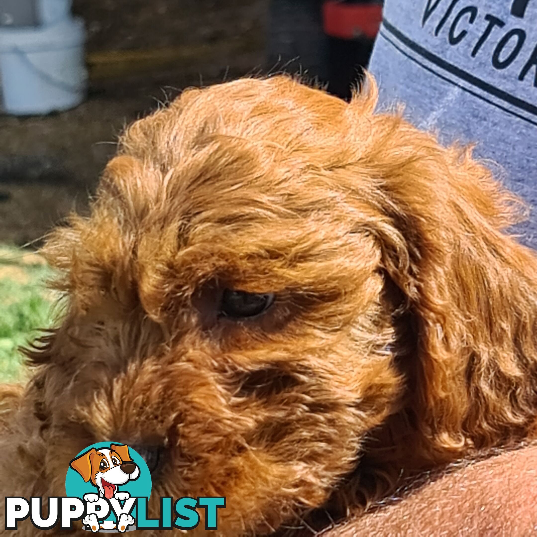 Cavoodle pups for sale