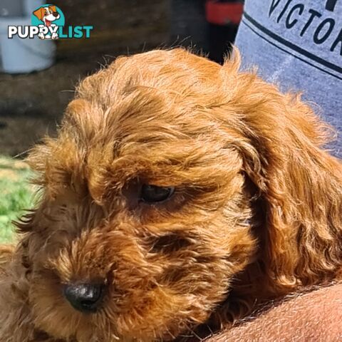 Cavoodle pups for sale