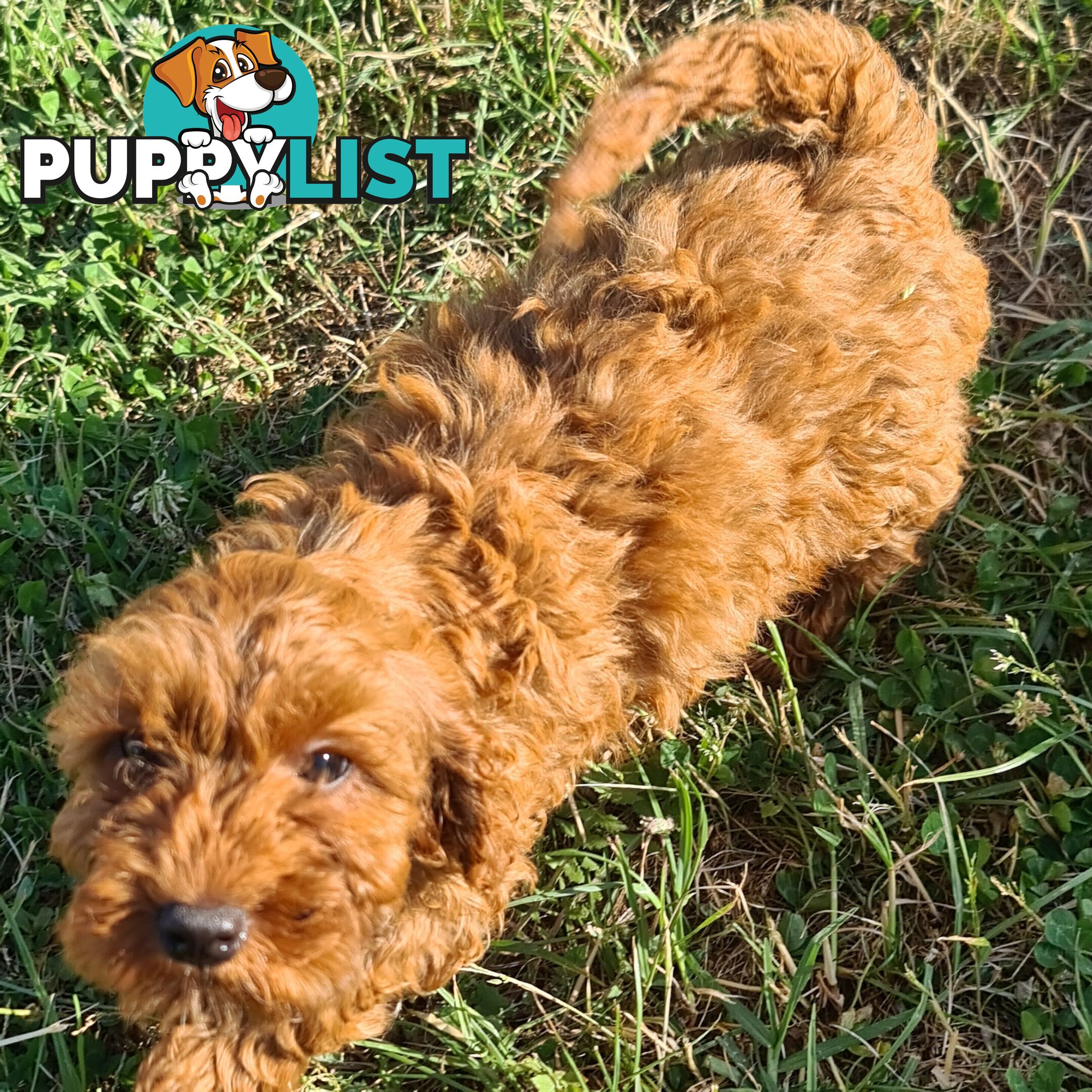 Cavoodle pups for sale