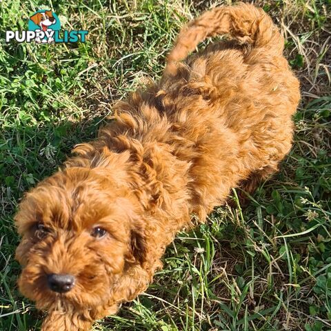 Cavoodle pups for sale