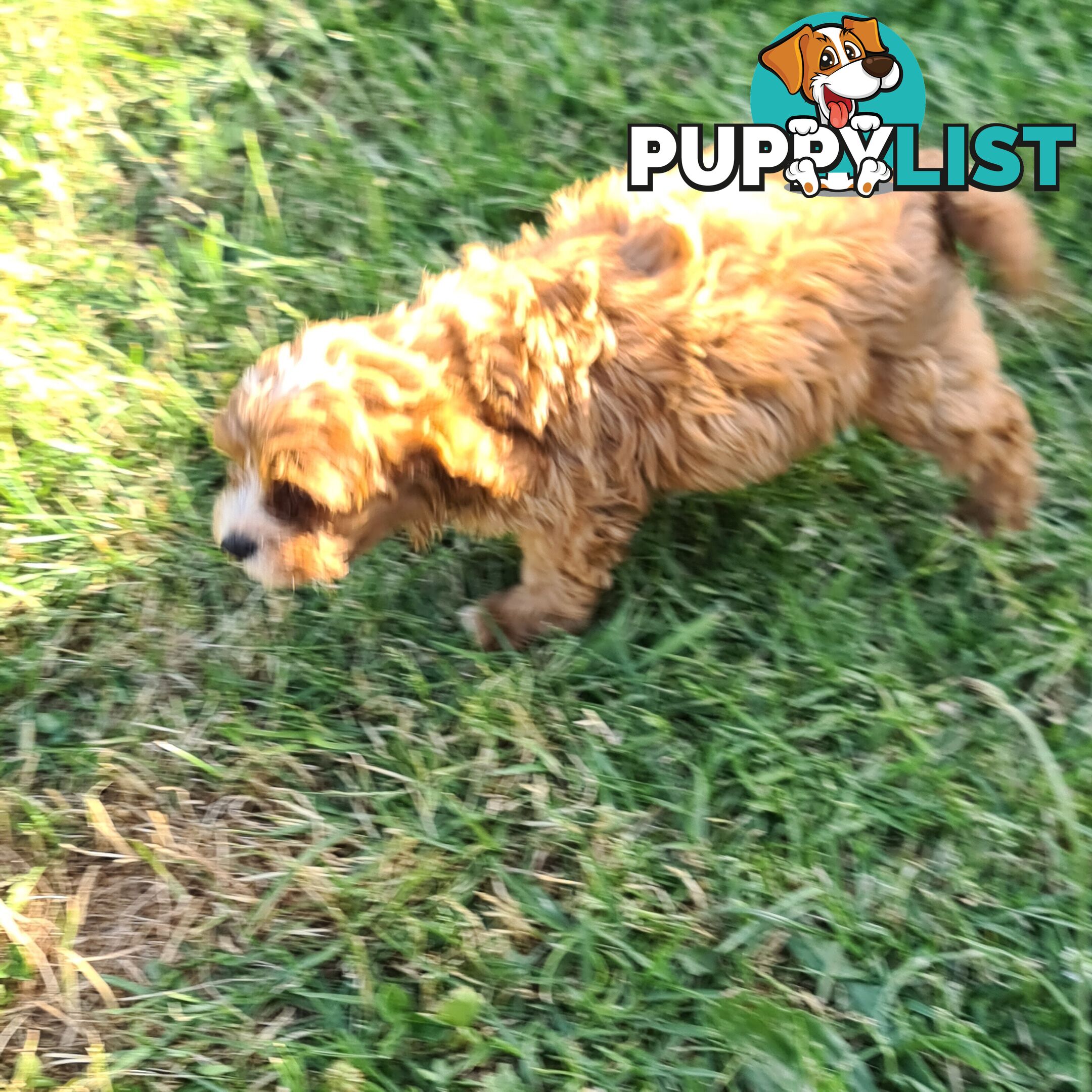 Cavoodle pups for sale