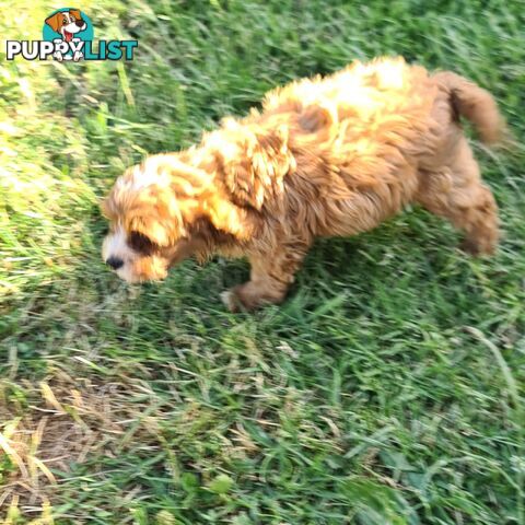 Cavoodle pups for sale