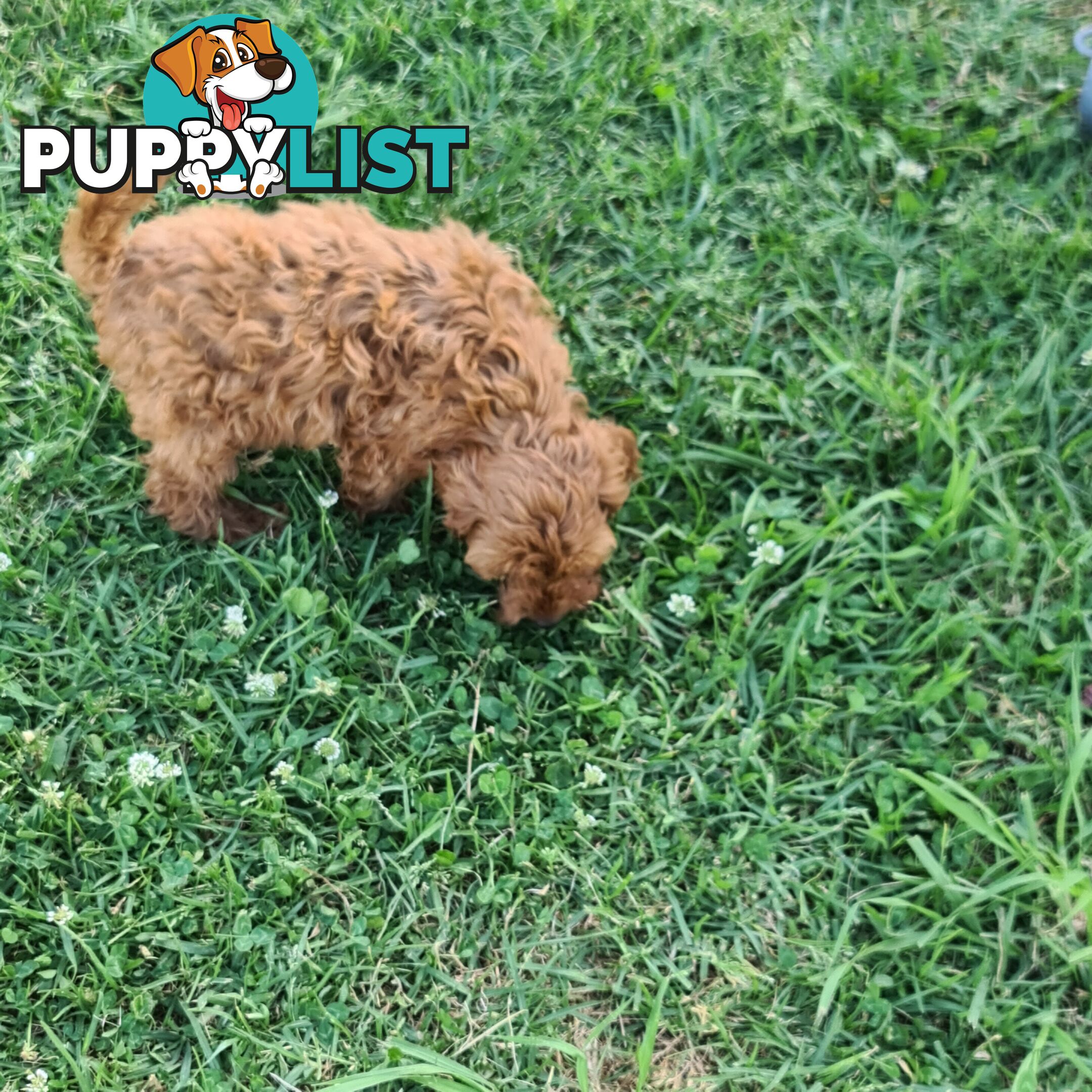 Cavoodle pups for sale