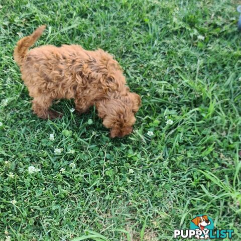 Cavoodle pups for sale