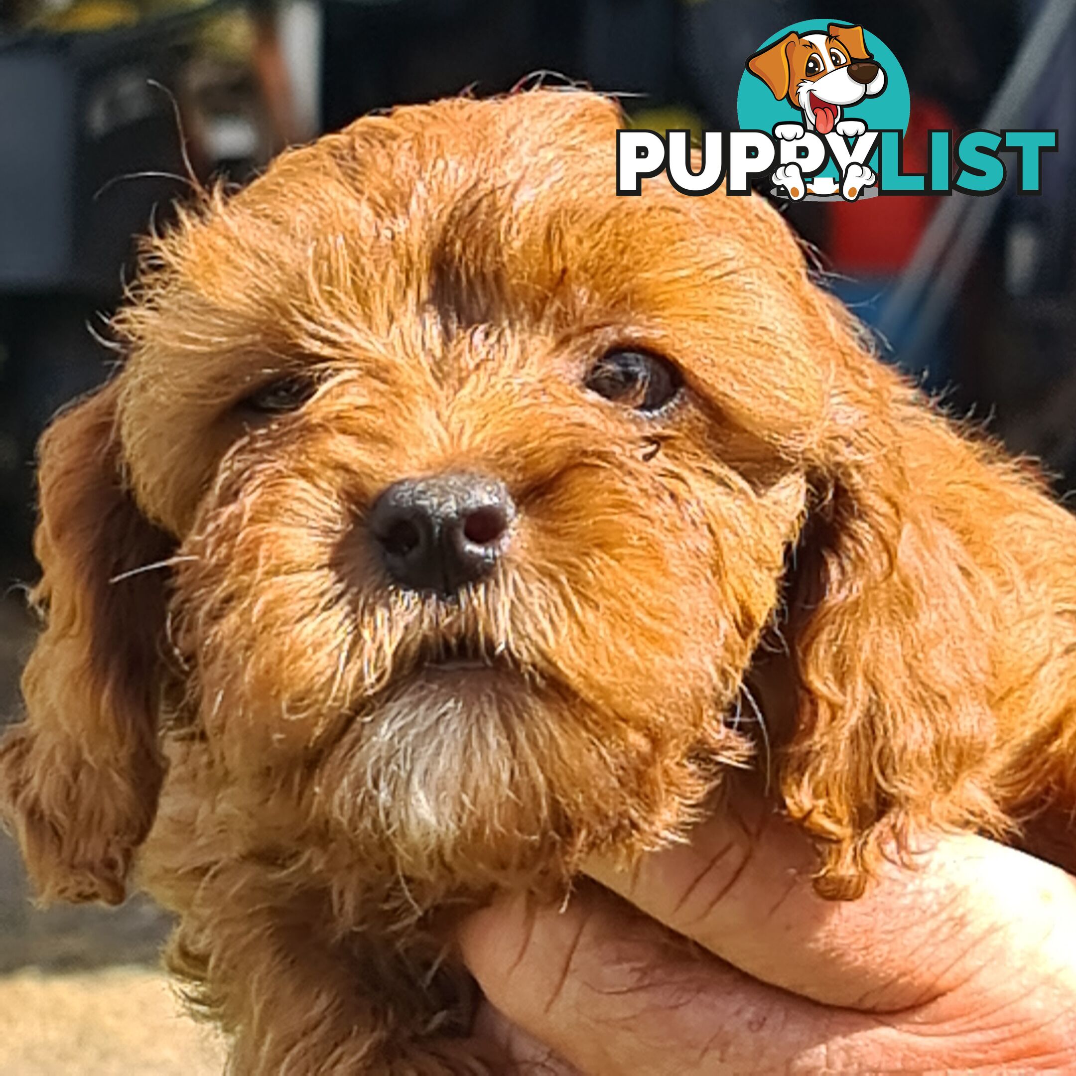 Cavoodle pups for sale