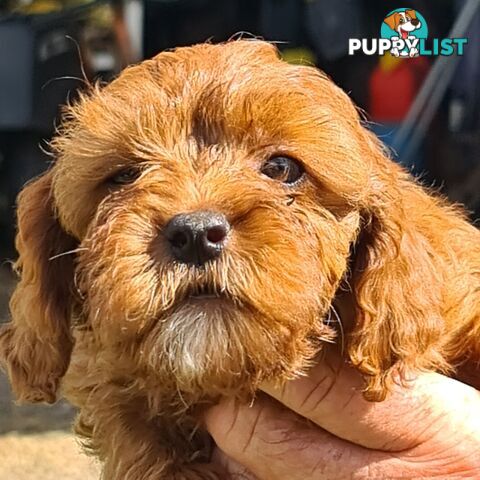 Cavoodle pups for sale