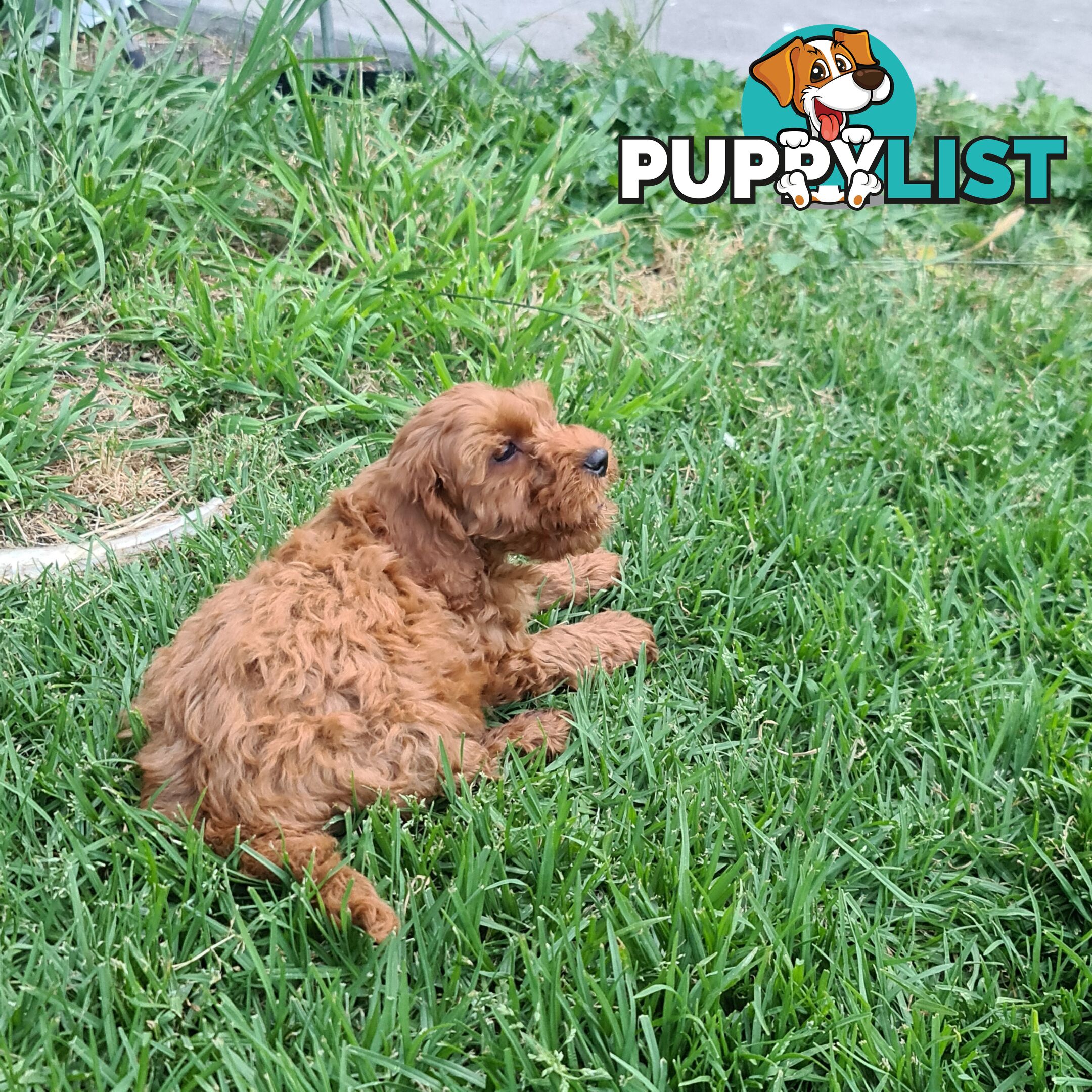 Cavoodle pups for sale