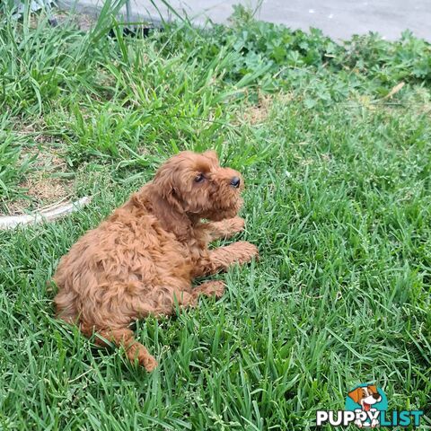 Cavoodle pups for sale