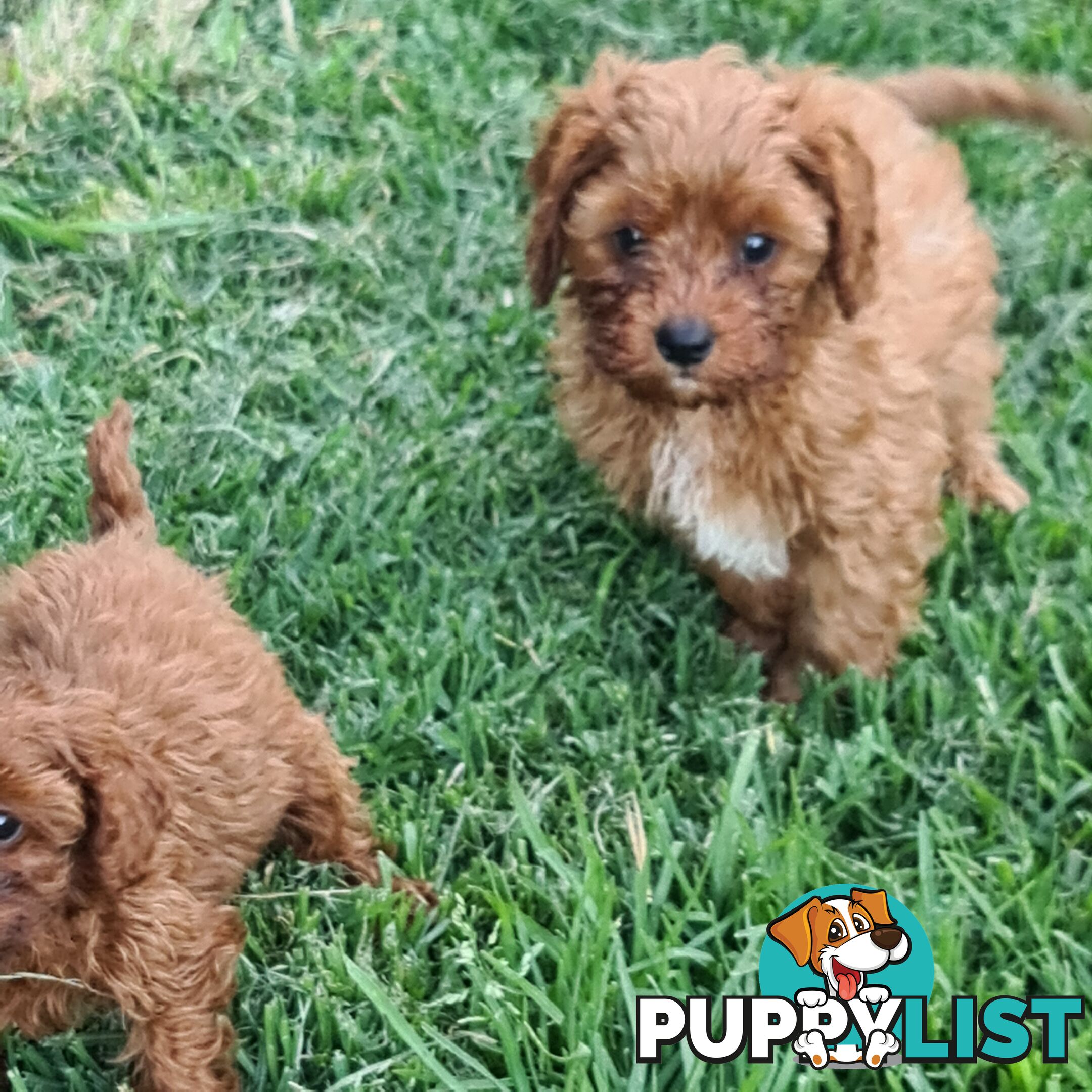 spoodle pups for sale