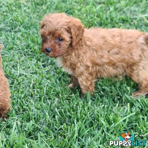 spoodle pups for sale