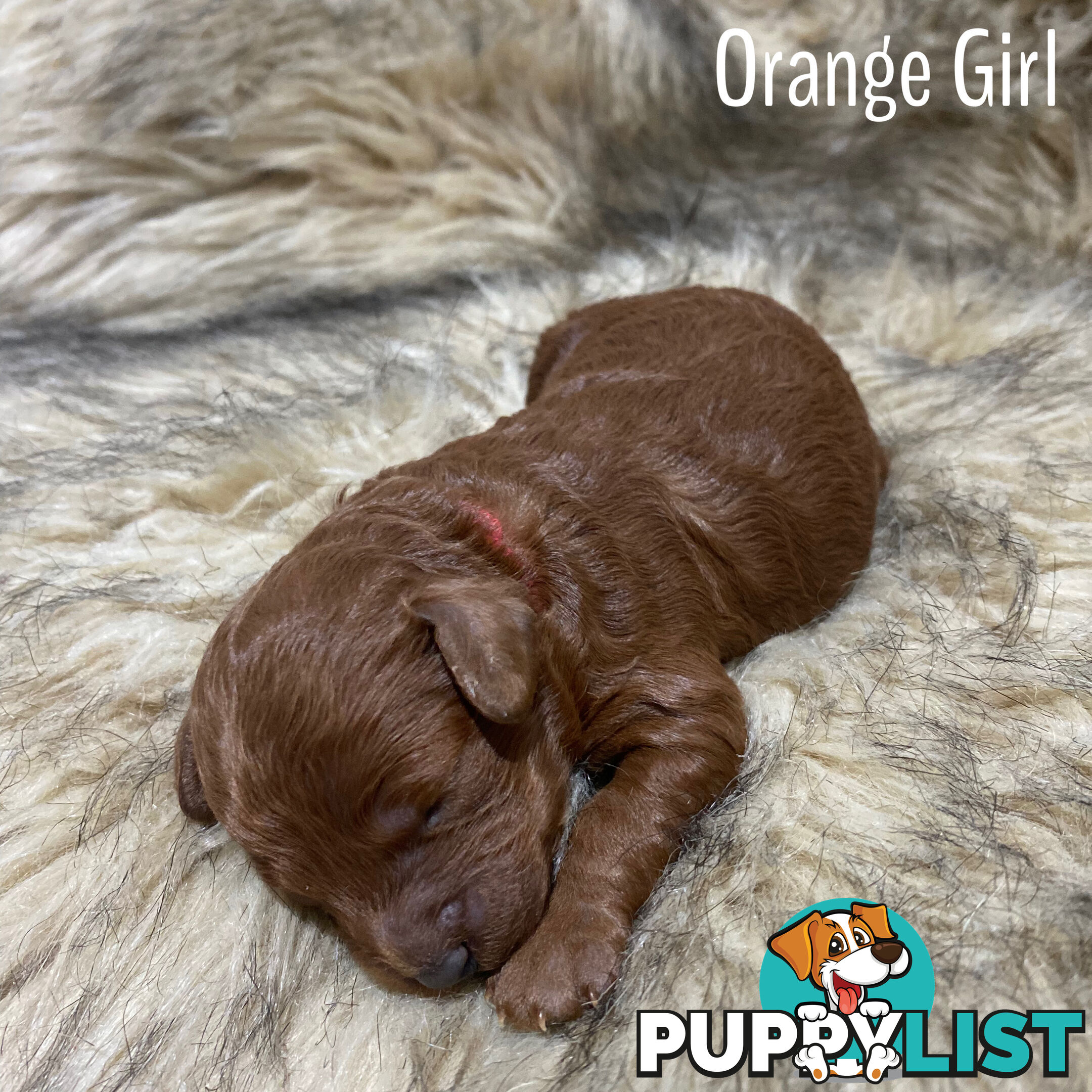 Toy Cavoodle Puppies DNA Clear,  microchipped, vaccinated, wormed.