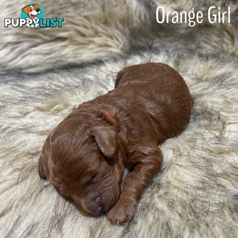 Toy Cavoodle Puppies DNA Clear,  microchipped, vaccinated, wormed.