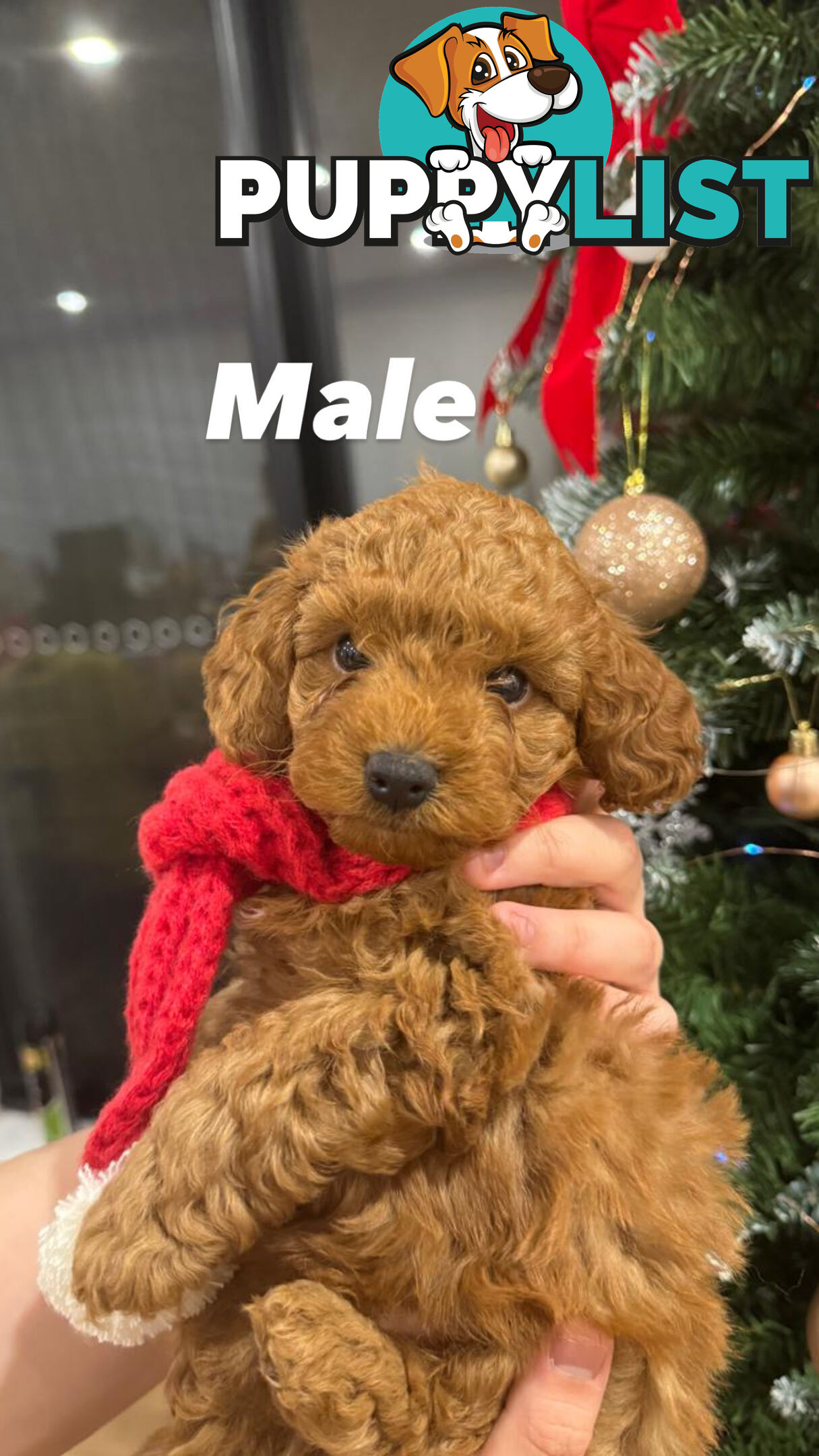 Toy poodle x long haired dachshund puppies (DNA clear)