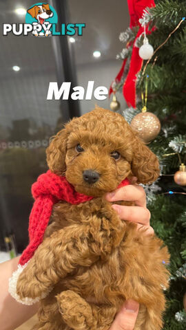 Toy poodle x long haired dachshund puppies (DNA clear)