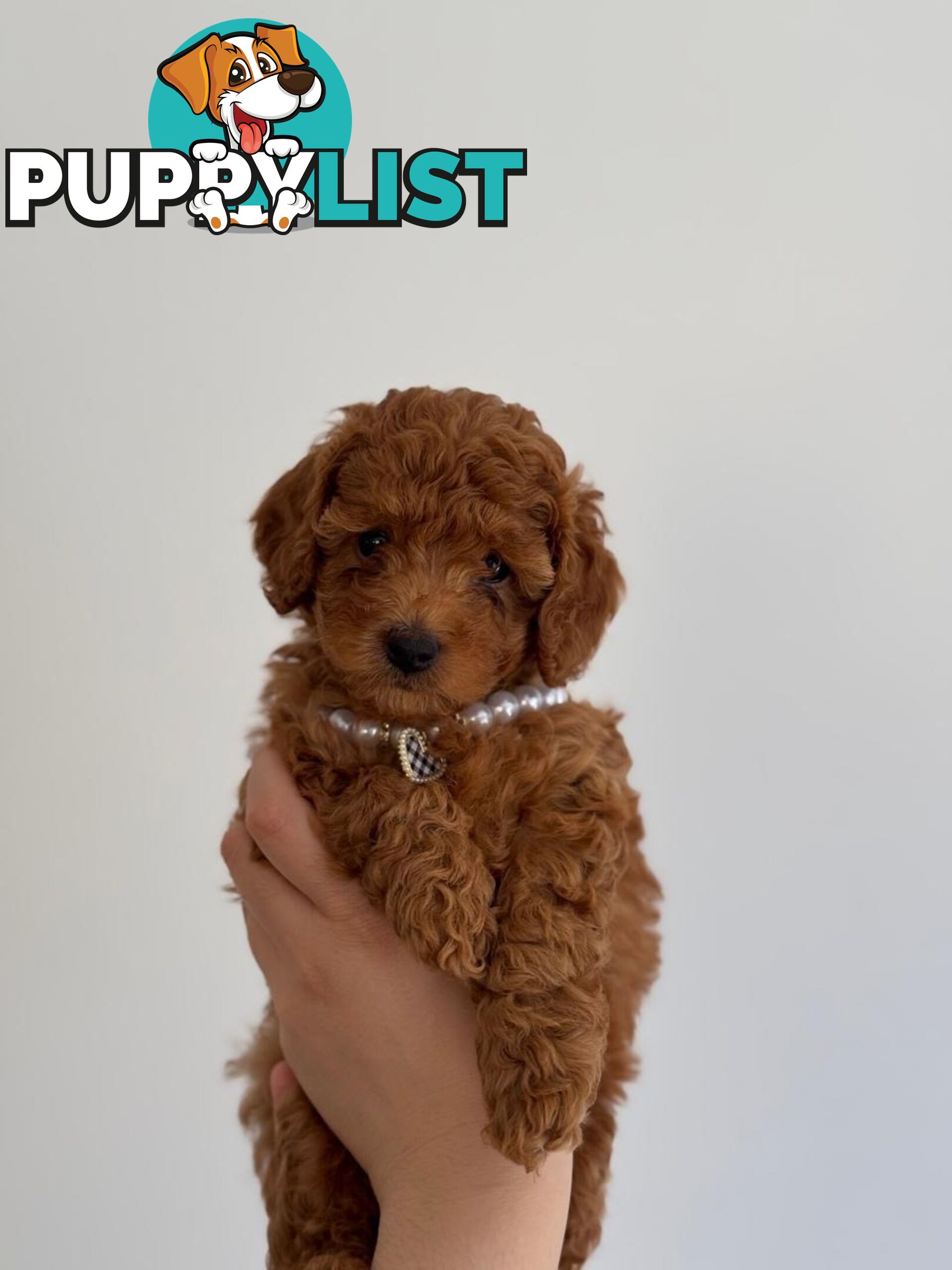 Toy poodle x long haired dachshund puppies (DNA clear)