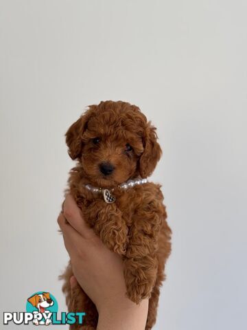 Toy poodle x long haired dachshund puppies (DNA clear)