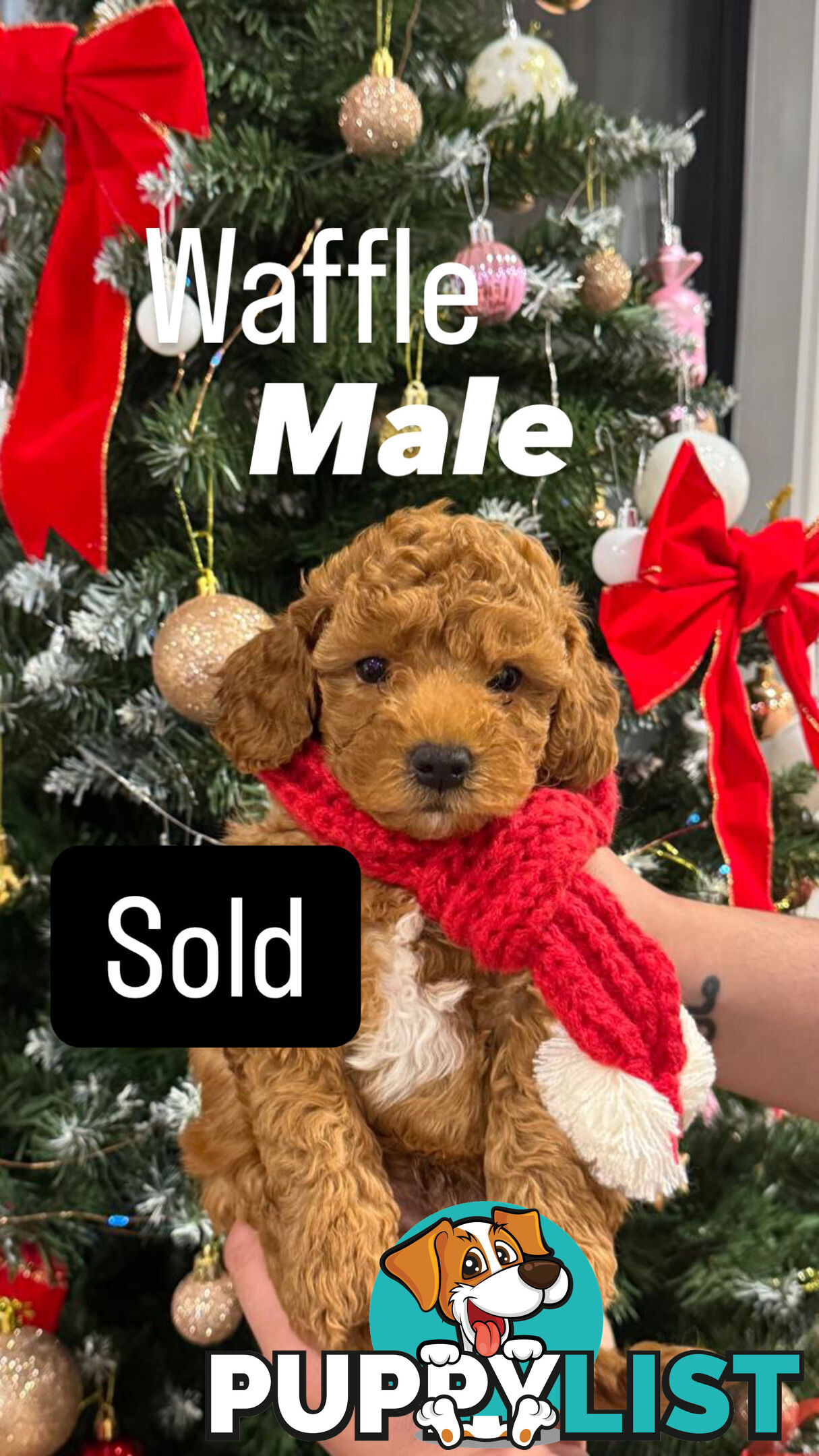 (2 left) Toy poodle x long haired dachshund puppies (DNA clear)