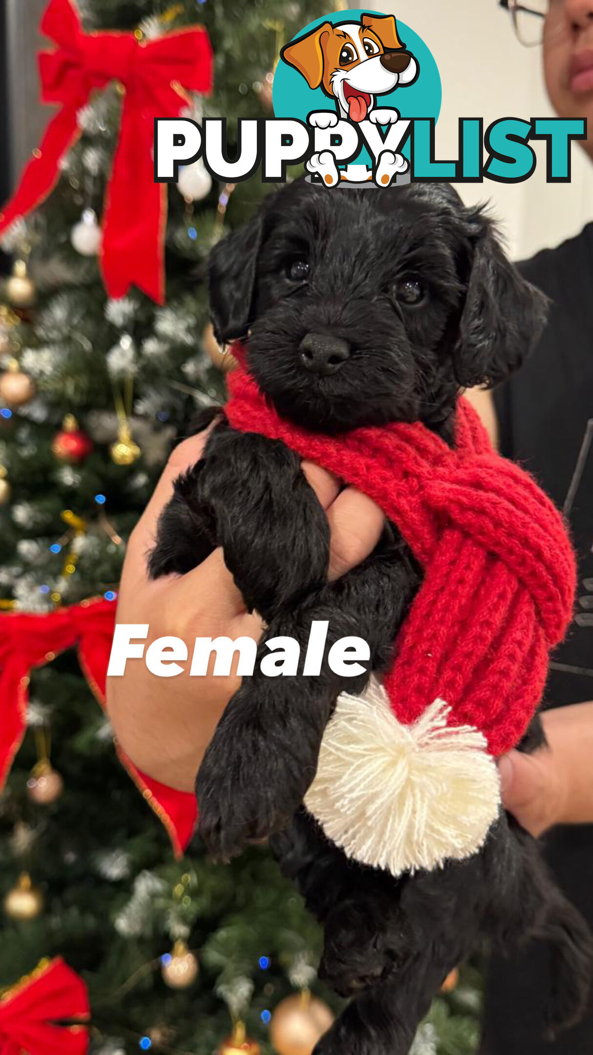 Toy poodle x long haired dachshund puppies (DNA clear)