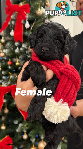 Toy poodle x long haired dachshund puppies (DNA clear)