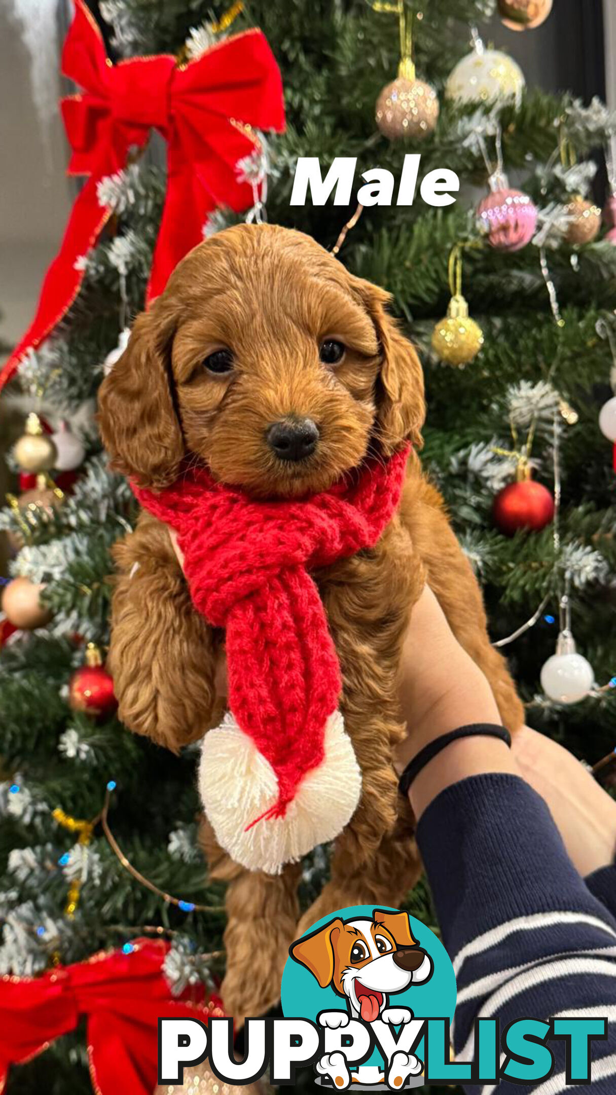 Toy poodle x long haired dachshund puppies (DNA clear)