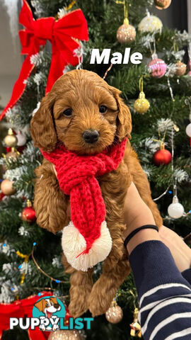 Toy poodle x long haired dachshund puppies (DNA clear)