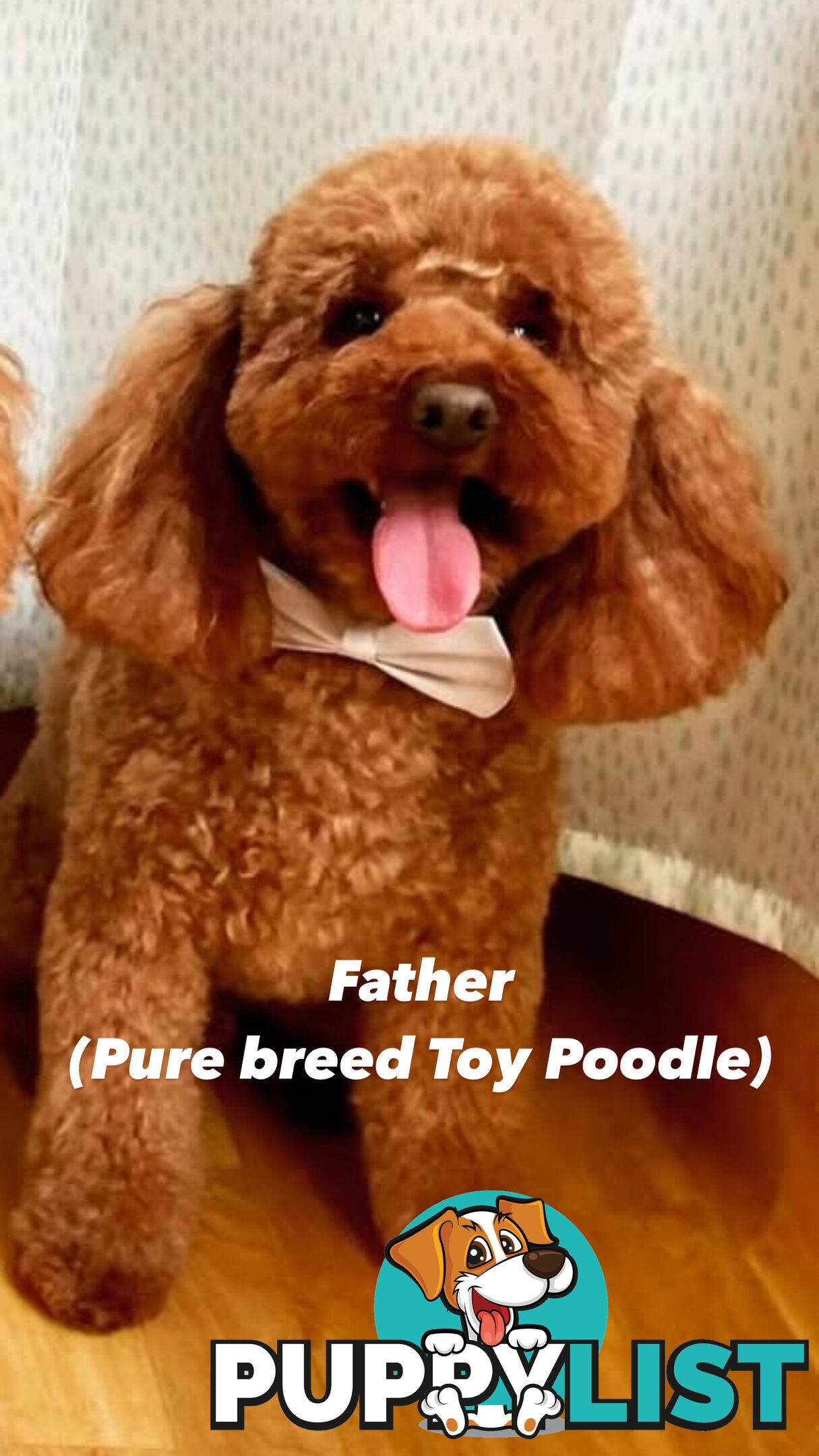 Toy poodle x long haired dachshund puppies (DNA clear)