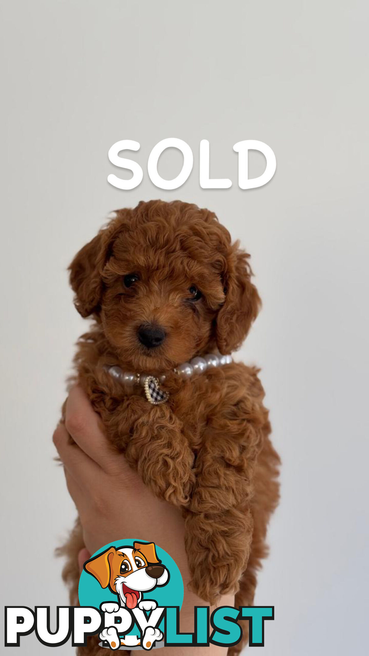 (2 left) Toy poodle x long haired dachshund puppies (DNA clear)