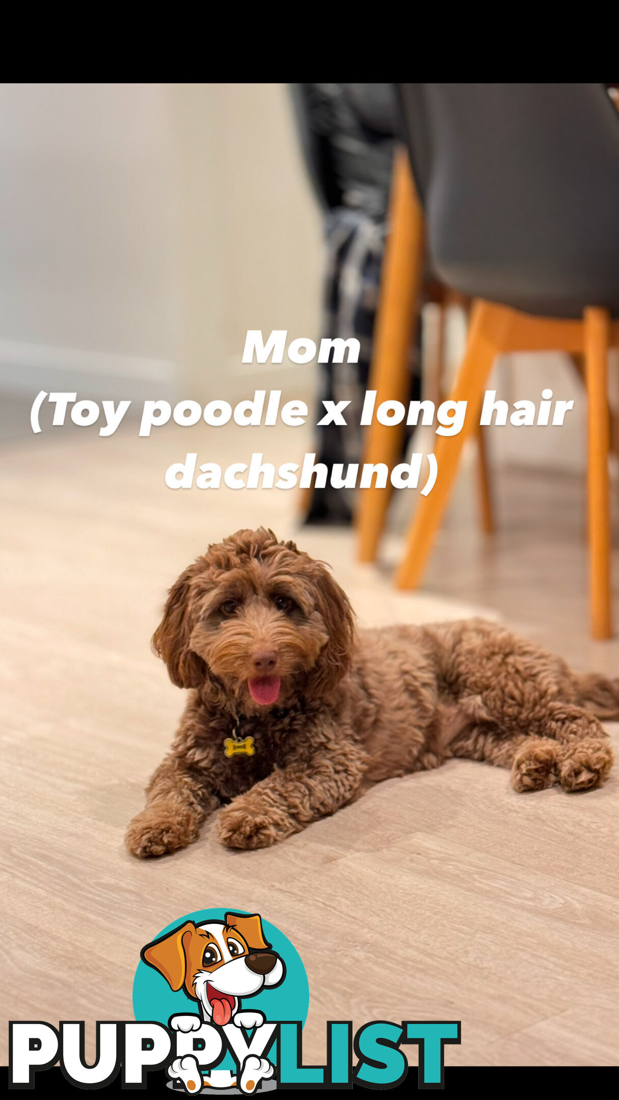 Toy poodle x long haired dachshund puppies (DNA clear)