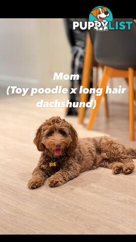 Toy poodle x long haired dachshund puppies (DNA clear)