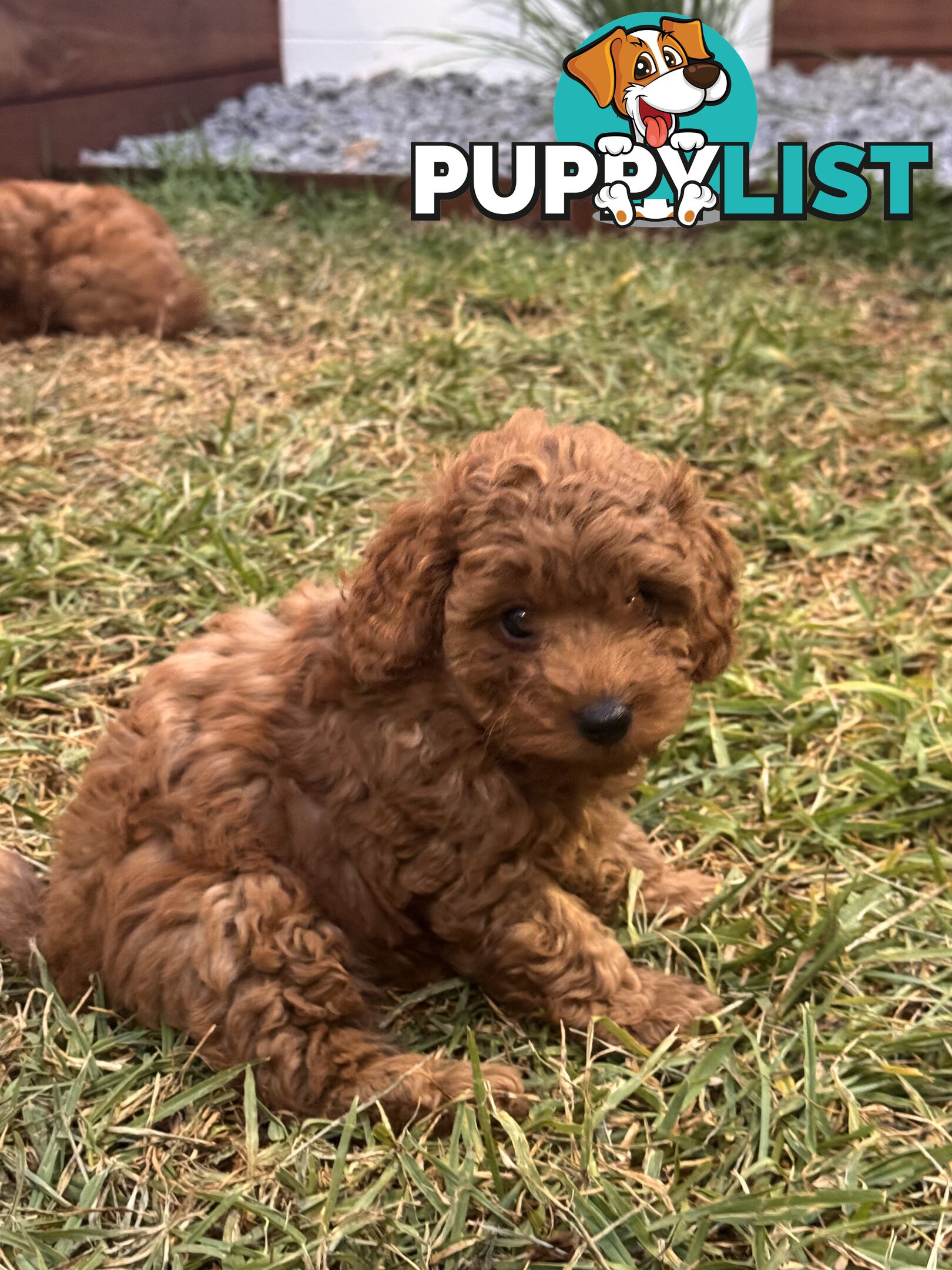 Toy poodle x long haired dachshund puppies (DNA clear)